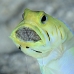 jawfish_yellowhead_oc_jar_v_0092_cub0593_crop.jpg